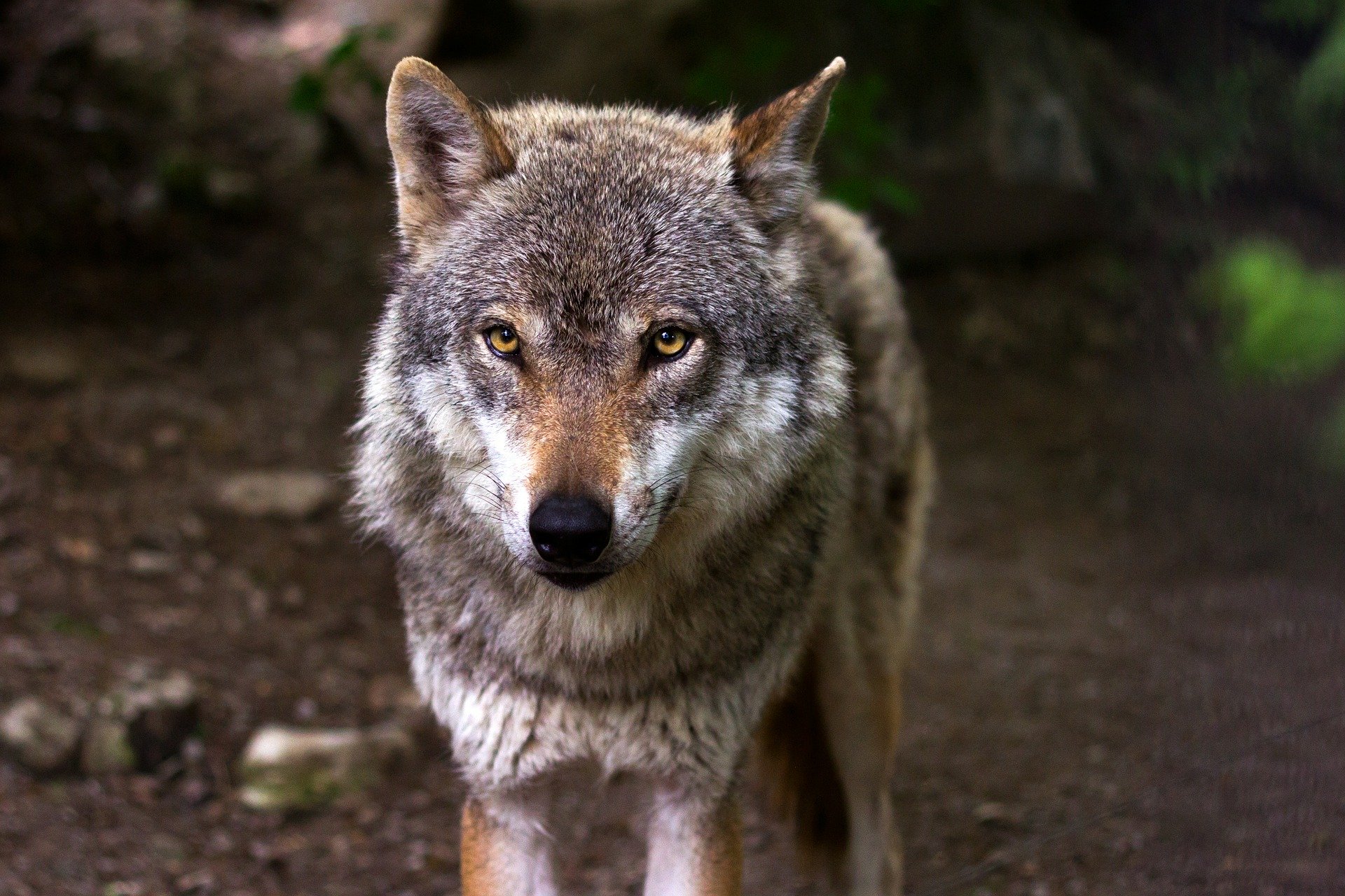 Du bist der nächste Wolf